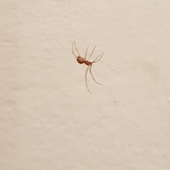 Steatoda