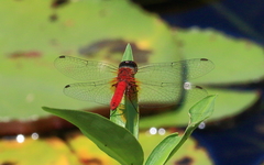 Aethriamanta nymphaeae