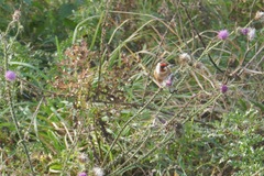 Carduelis carduelis