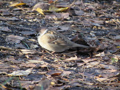 Passer montanus