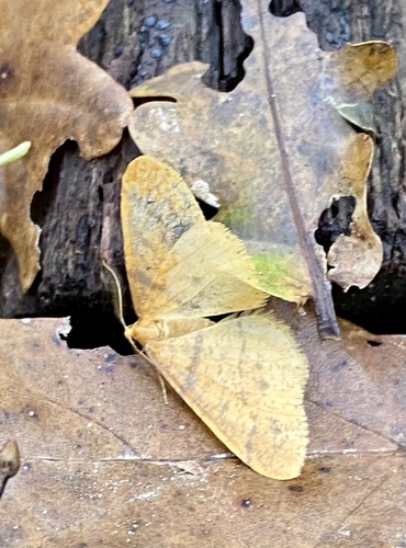 Scarce Umber Moth, Het Nationale Park De Hoge Veluwe, Garderen, Gelderland, NL, photo 7 of 10