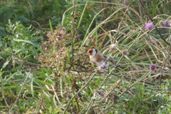 Carduelis carduelis