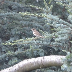Passer domesticus