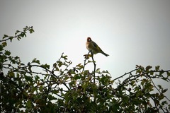 Carduelis carduelis