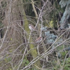 Passer domesticus