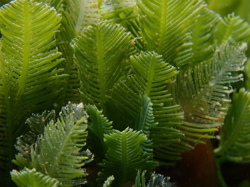 Caulerpa sertularioides