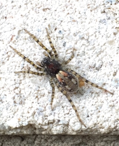 Sand Bear Spider