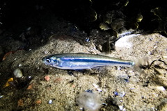 Sand Smelt photo 2