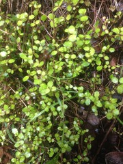 Gonocarpus aggregatus