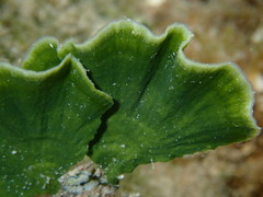 Udotea flabellum