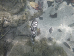 Sphoeroides annulatus