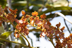 Cyrtochilum ionodon