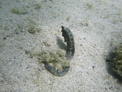 Hippocampus ingens