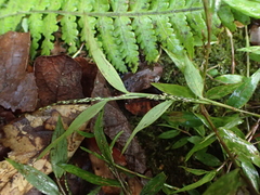 Panicum mitopus