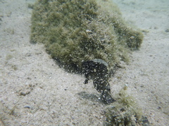 Hippocampus ingens
