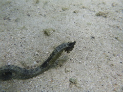 Hippocampus ingens