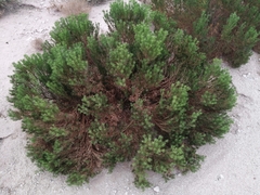 Peucephyllum schottii