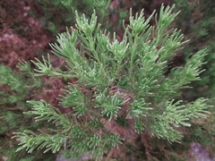 Peucephyllum schottii