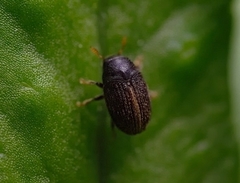 Hylesinus toranio