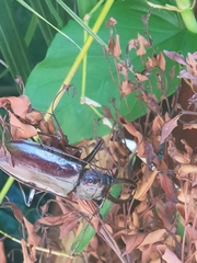 Stenodontes exsertus