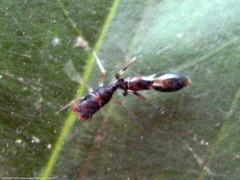 Synemosyna aurantiaca