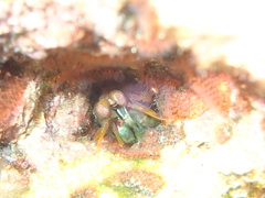 Neogonodactylus bredini