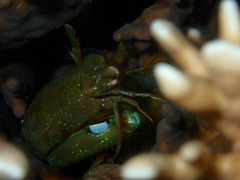 Neogonodactylus bredini