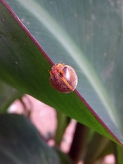 Epilachna clandestina