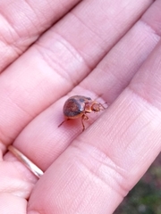 Epilachna clandestina