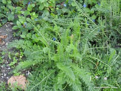 Achillea millefolium