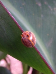 Epilachna clandestina
