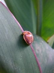 Epilachna clandestina