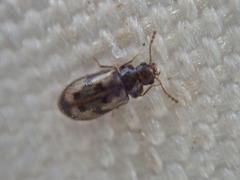 Phloiophilus edwardsii