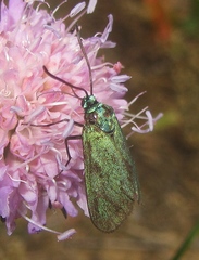 Jordanita globulariae