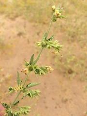 Tetraclea coulteri