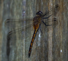Brachymesia