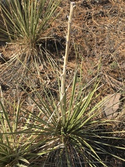 Yucca intermedia
