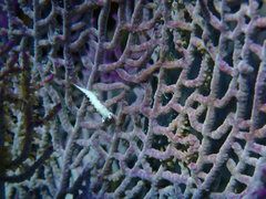 Tritonicula hamnerorum