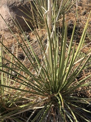 Yucca intermedia