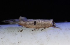 Pilostibes stigmatias