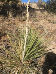 Yucca intermedia