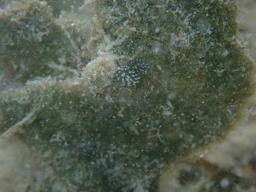 Costasiella ocellifera image