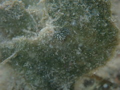 Image of Costasiella ocellifera