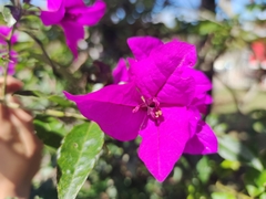 Bougainvillea glabra