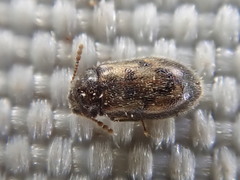 Phloiophilus edwardsii