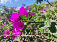 Bougainvillea glabra