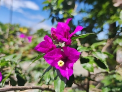 Bougainvillea glabra