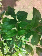 Bougainvillea glabra