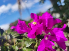 Bougainvillea glabra