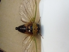 Megatibicen pronotalis